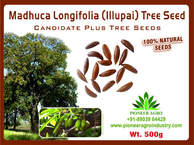 Illupai Seed
