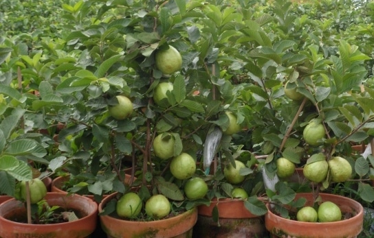 guava-farm