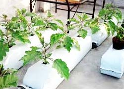hydroponic grow bags
