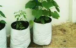 grow-bags-for-urban-gardening