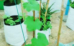 grow-bags-for-gardening