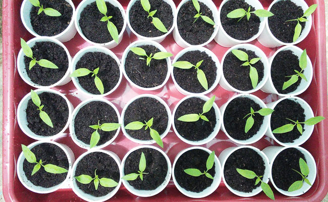 vegetable-seedlings