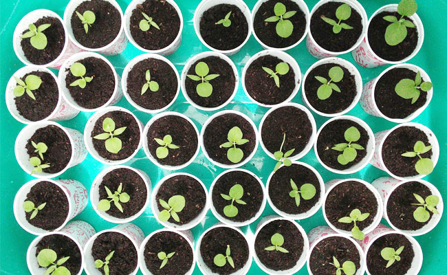brinjal-seedlings