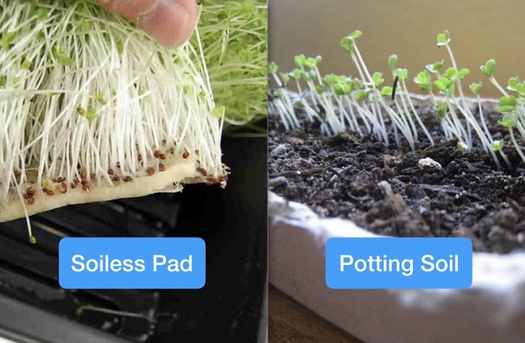 soil-less-pads