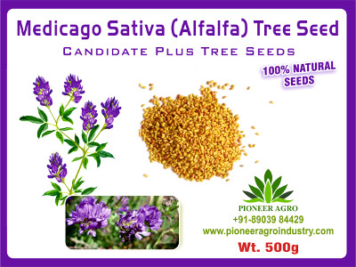 Medicago Sativa