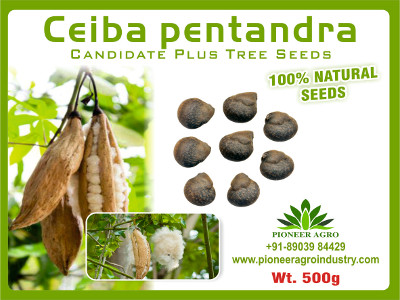 Ceiba Pentandra