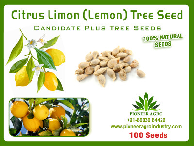 Citrus Limon