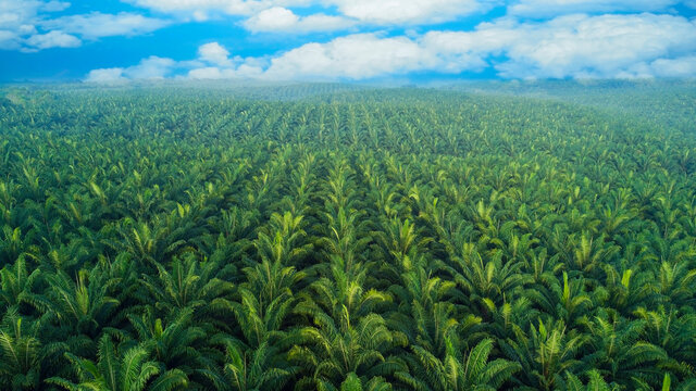 coconut-farm
