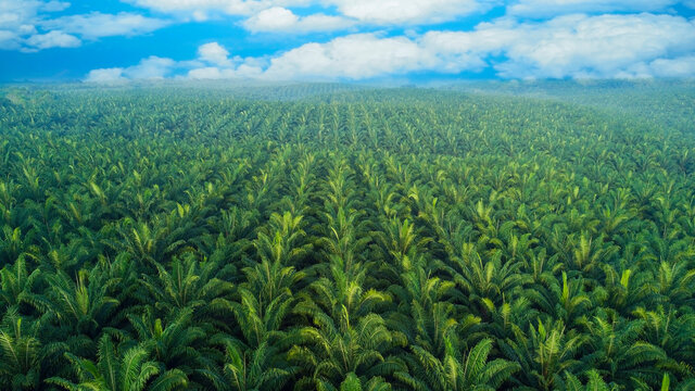 coconut-farm