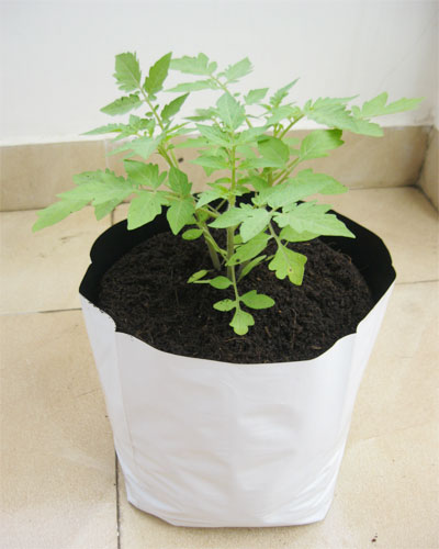 grow bag