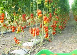 hydroponic grow bags