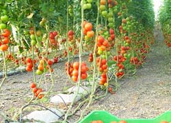 hydroponic grow bags