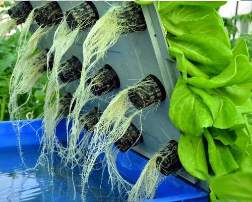 hydroponics