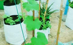 grow-bags-for-gardening