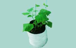 grow-bags
