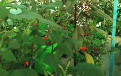 Terrace Gardening