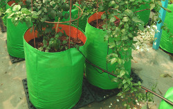 Terrace Gardening