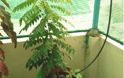 Terrace Gardening