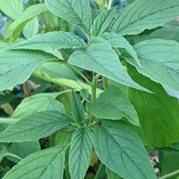 Green Amaranthus Seeds, Green Stem Spinach Seeds