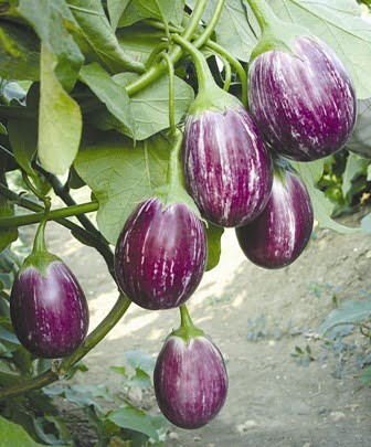 Eggplant Seeds