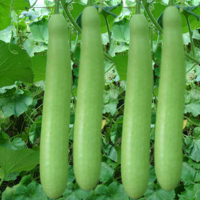 Bottle Gourd Seeds