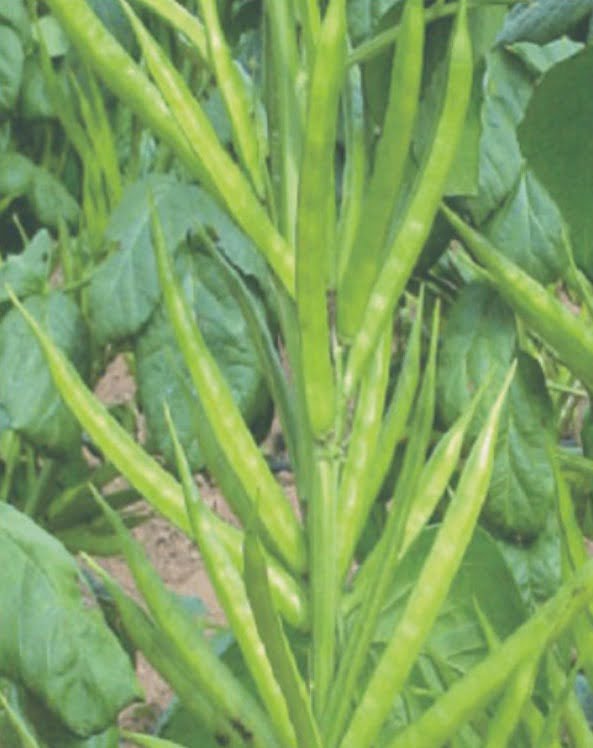 Cluster Beans Seeds