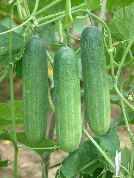 Cucumber Seeds