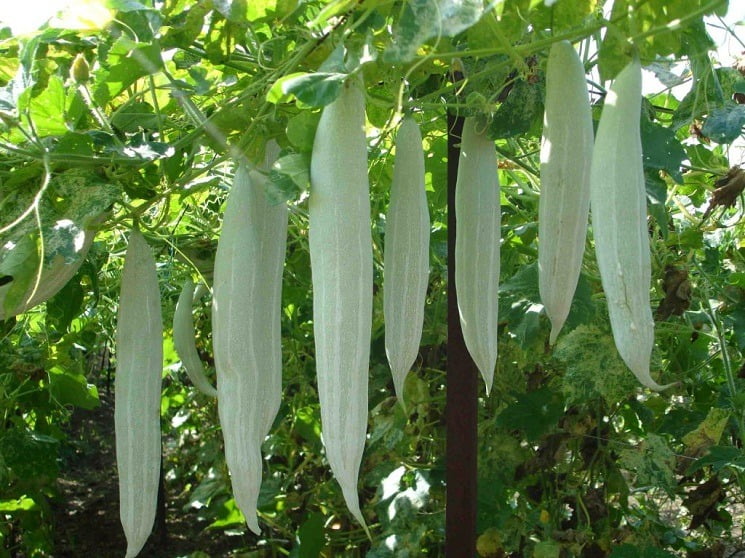 Snake Gourd Seeds