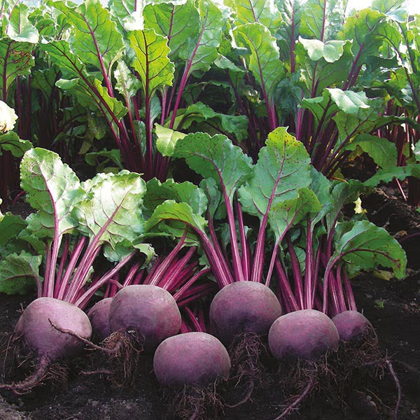 Beetroot Seeds