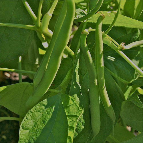 Bush Beans Seeds