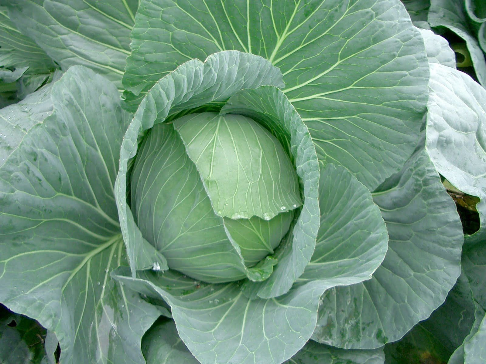 Cabbage Seeds