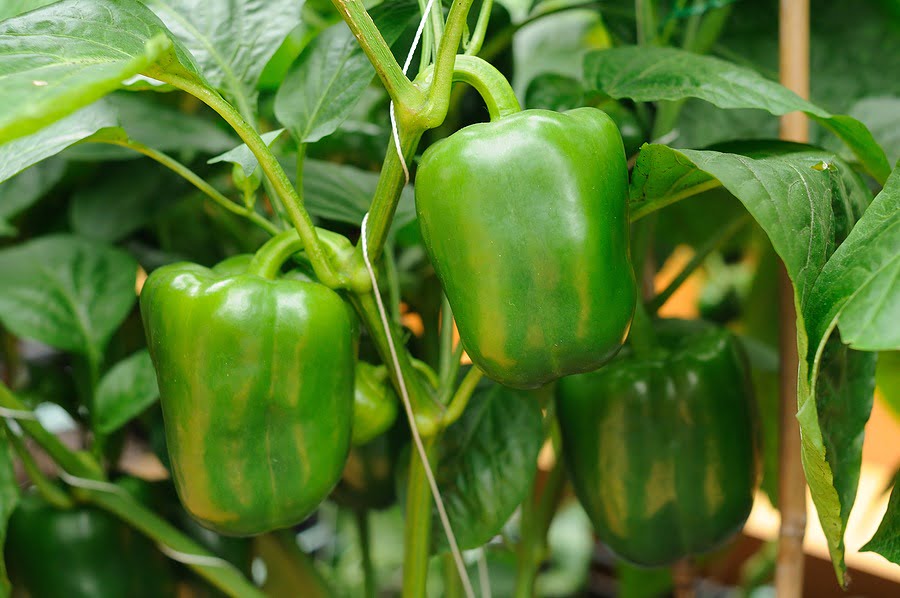 Green Capsicum seeds