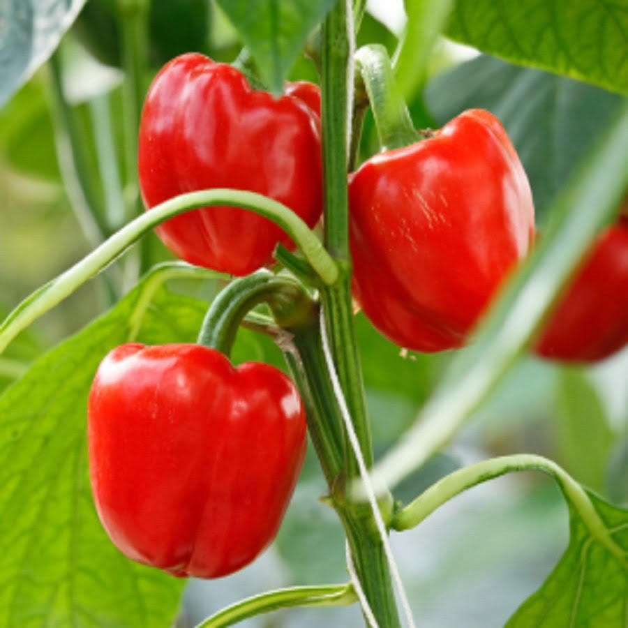 Red Capsicum seeds