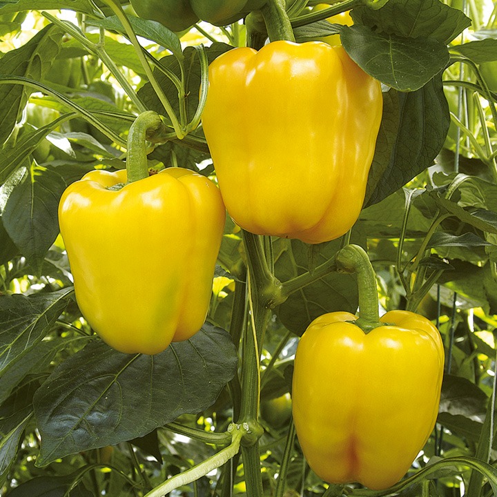 Yellow Capsicum seeds