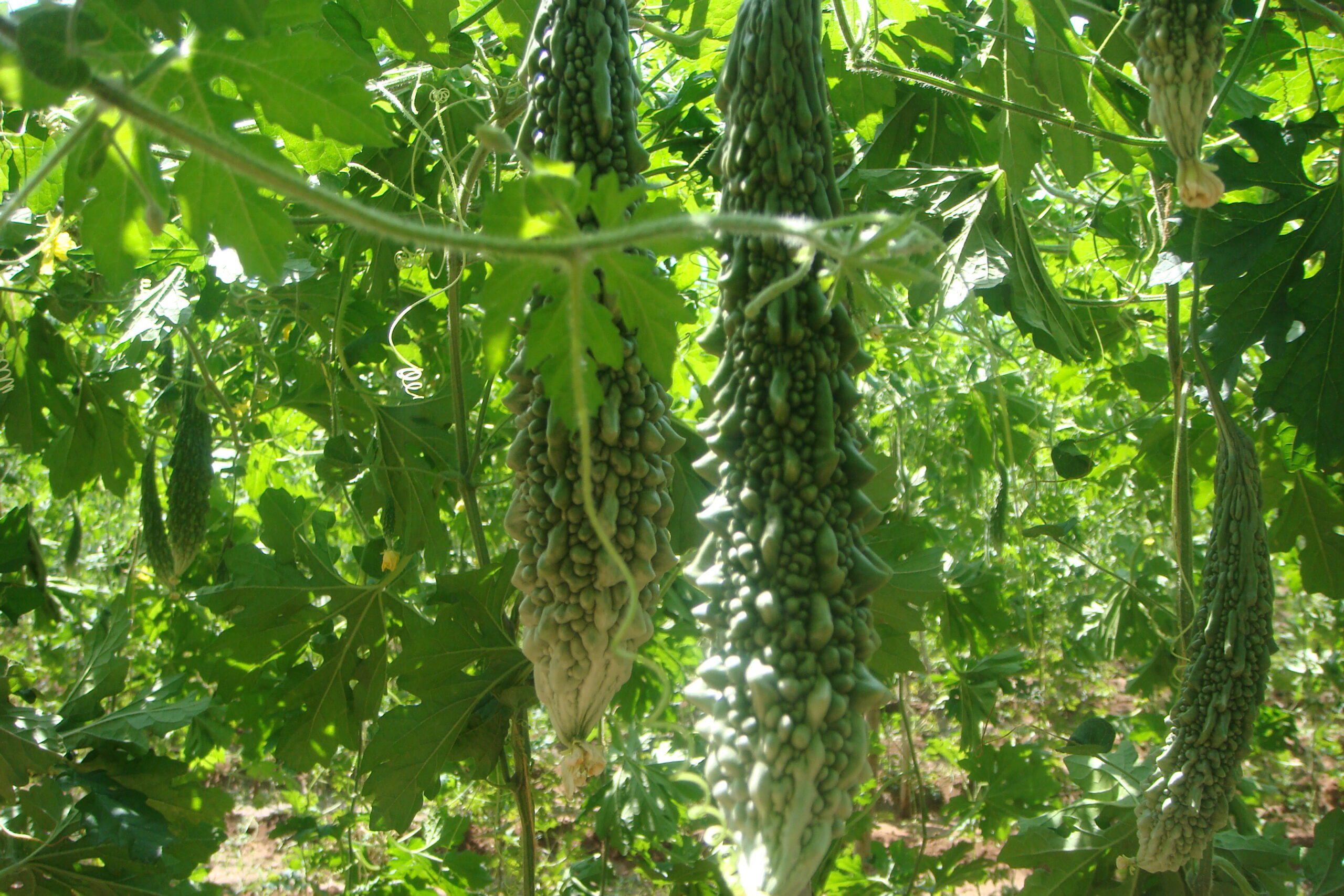 Bitter Gourd Seeds White