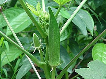 Lady Finger Seeds, Okra seeds