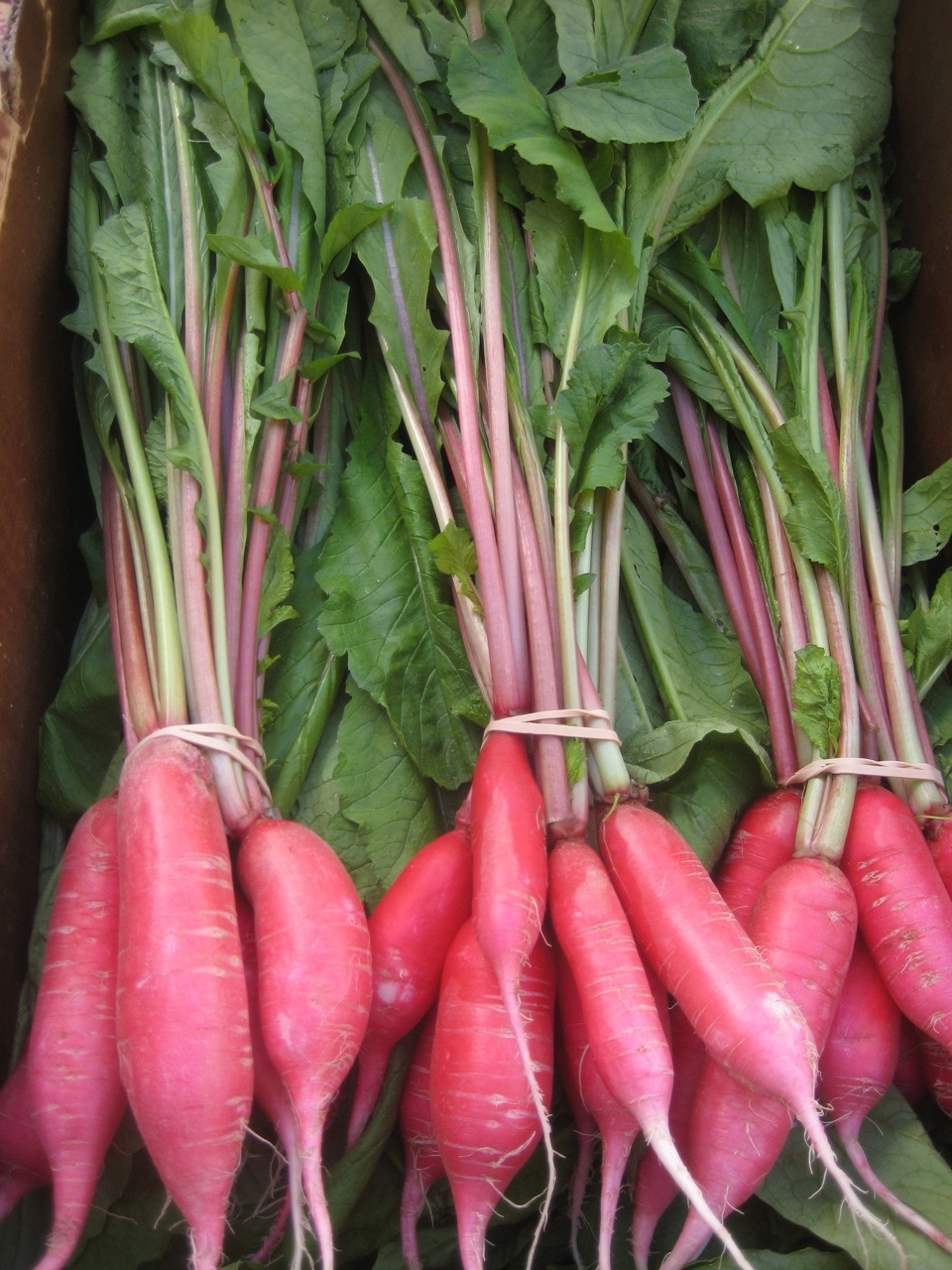 Red Radish Seeds