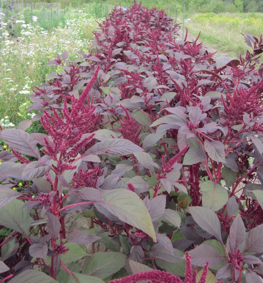 Red Amaranthus Seeds, Red Stem Spinach Seeds