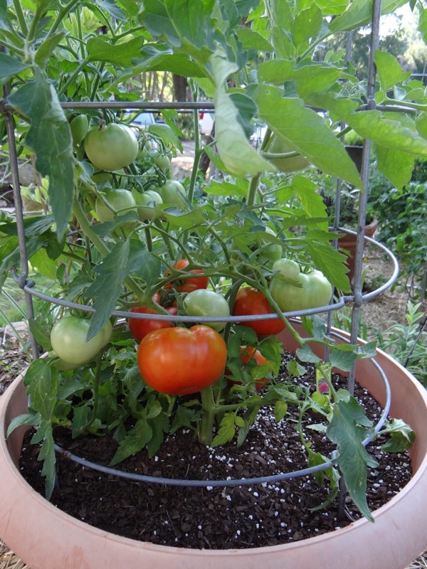 Tomato Cage