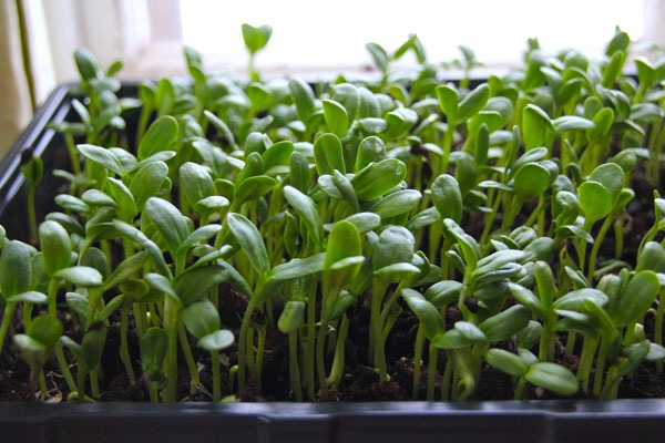 microgreens-1