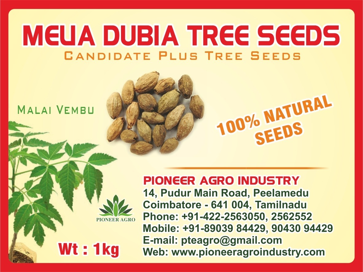 Melia Dubia Tree Seeds, Malai vembu Seeds