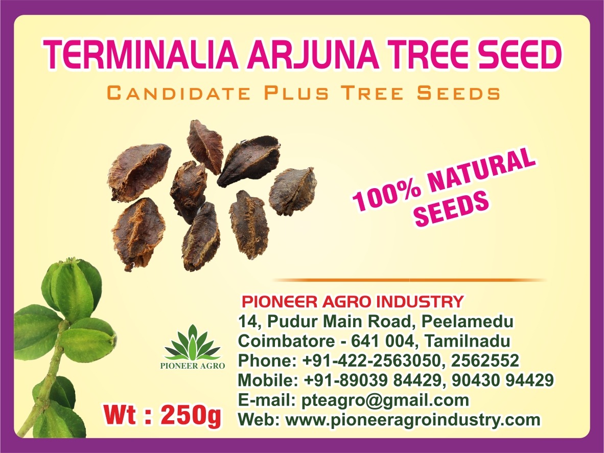 Terminalia Arjuna Tree Seed, Marudha Maram Seeds