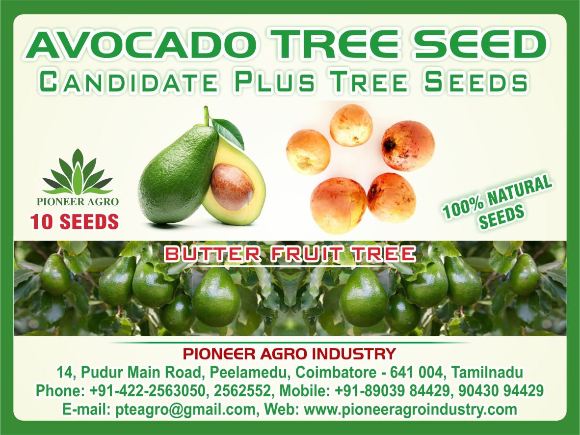 Avocado Tree Seeds, Butter Fruit Tree Seeds