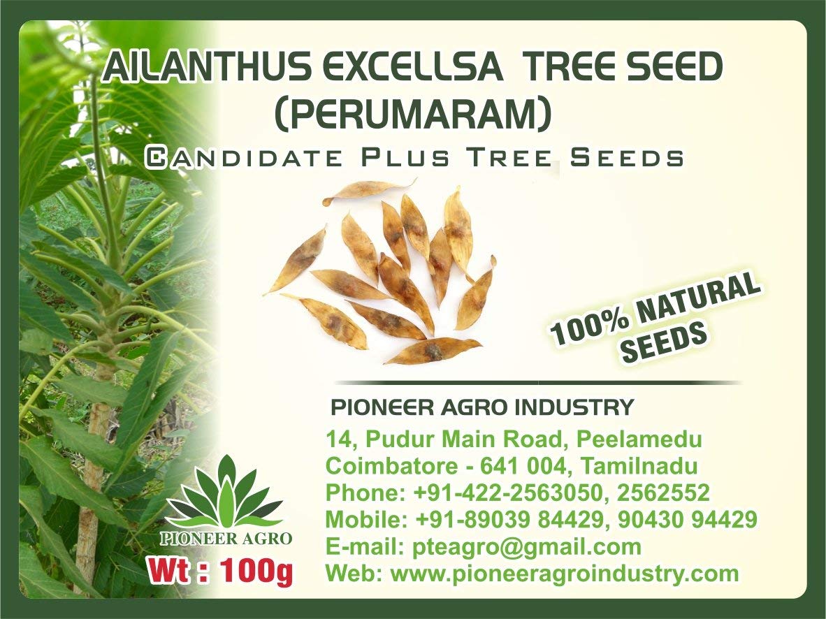 Ailanthus excelsa Seeds, PerumaramTree Seed