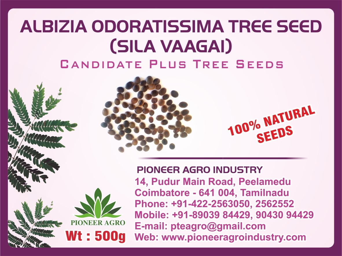 Albizia Odoratissima Tree Seeds , Sila Vaagai Tree Seeds