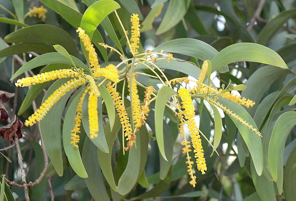 acacia auriculiformis