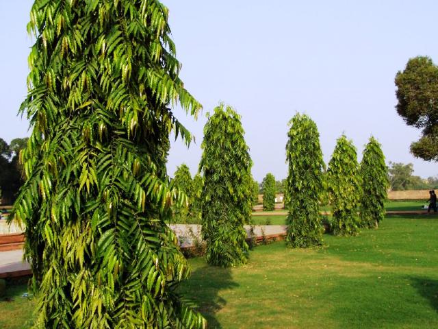 polyalthia longifolia trees