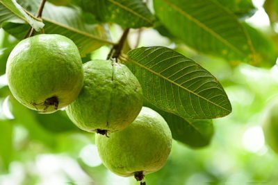 Guava tree