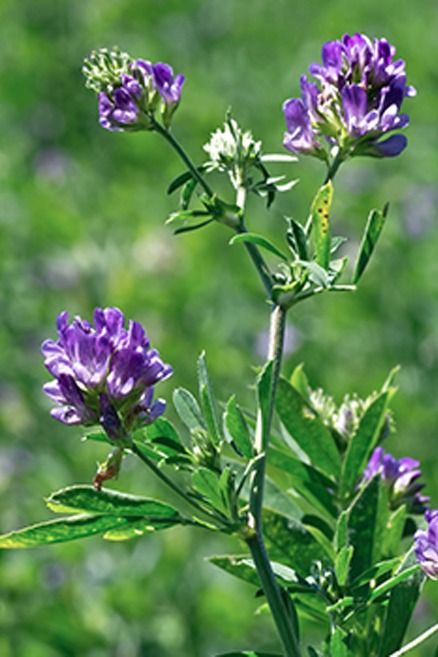 Alfalfa tree