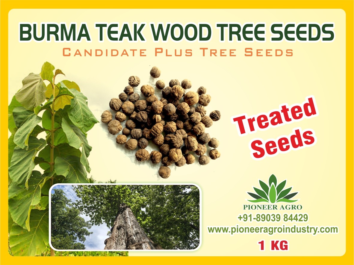 Burma Teak Wood Seeds